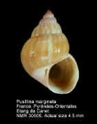 Pusillina marginata (11)